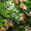 Protective Paper Bags for Garden Fruits