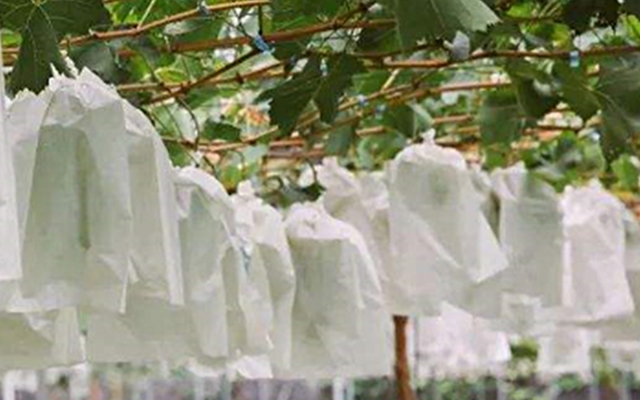 Rongfa Grapes growing bags advantages and disadvantages